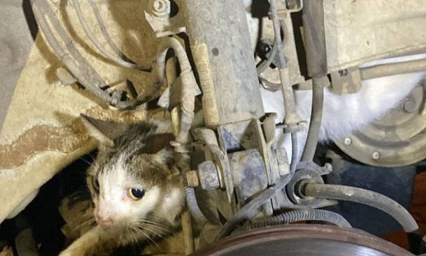 Fethiye'de otomobilin motoruna sıkışan kediyi itfaiye kurtardı