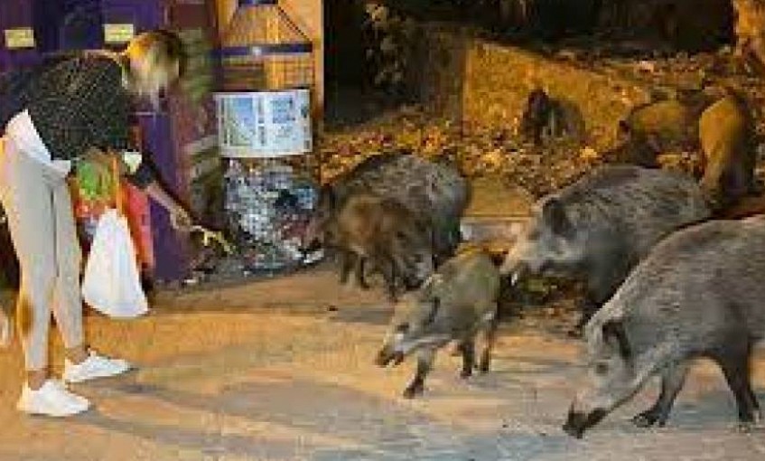 Fethiye merkezine inen domuzları, turistler ve halk elleriyle besliyor